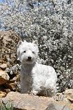 WESTIE 047